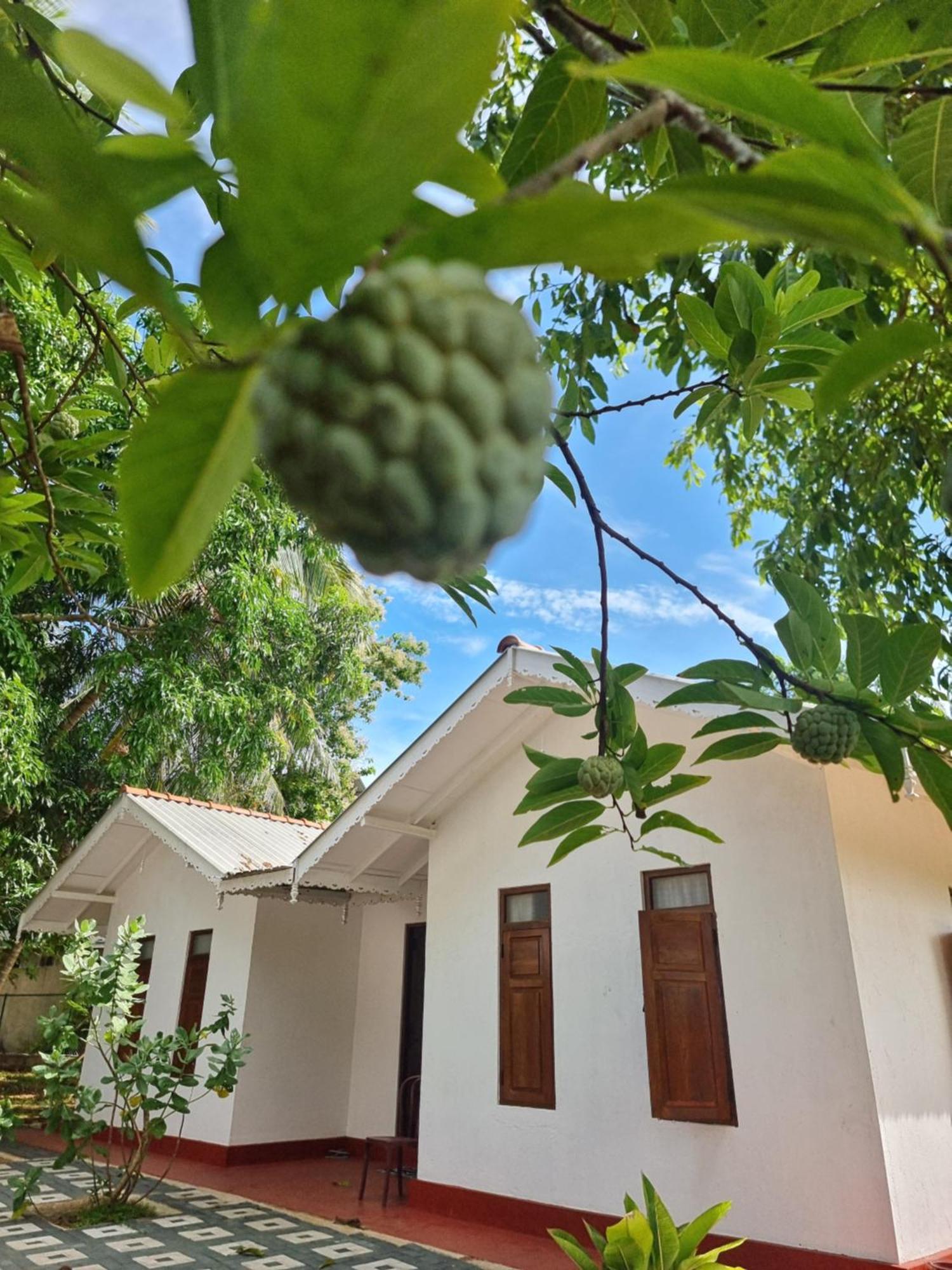 Liyon Rest Sigiriya Hotell Eksteriør bilde